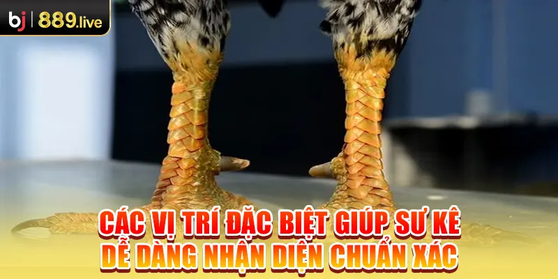 Các vị trí đặc biệt giúp sư kê dễ dàng nhận diện chuẩn xác