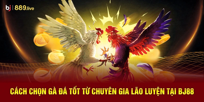 Cách chọn gà đá tốt thumb