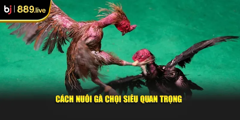 Cách nuôi gà chọi siêu quan trọng