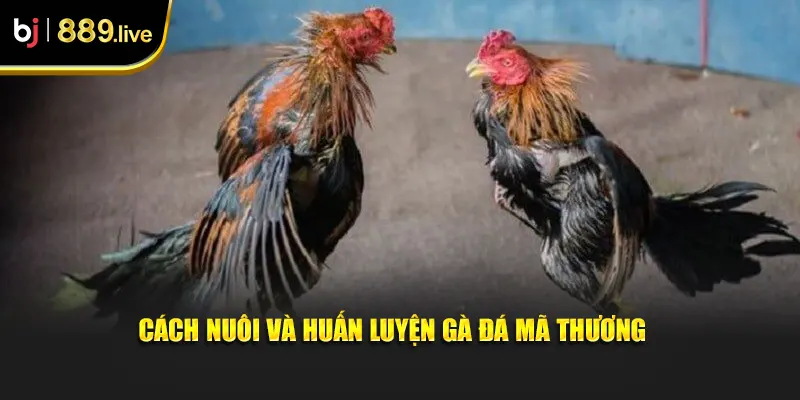 Cách nuôi và huấn luyện gà đá mã thương