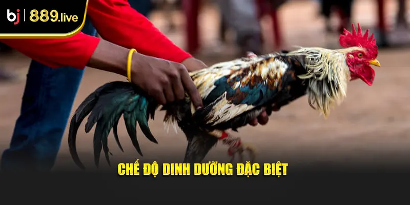 Chế độ dinh dưỡng đặc biệt