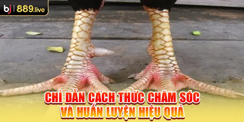 Chỉ dẫn cách thức chăm sóc và huấn luyện hiệu quả