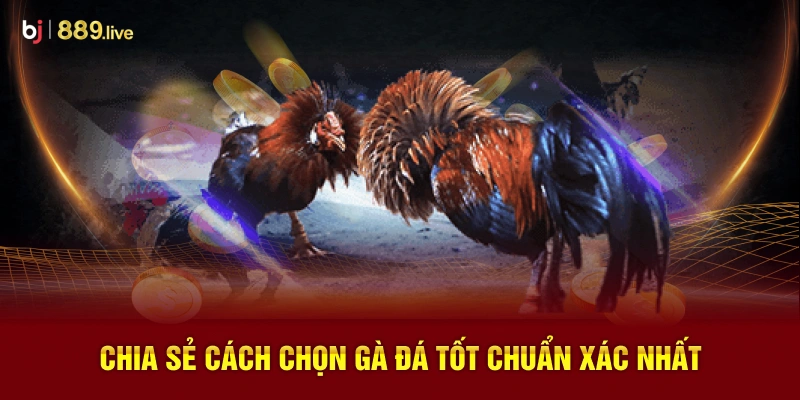 Chia Sẻ Cách Chọn Gà Đá Tốt Chuẩn Xác Nhất
