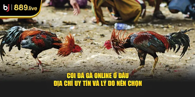 Coi đá gà online ở đâu thumb