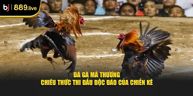 Đá gà mã thương thumb