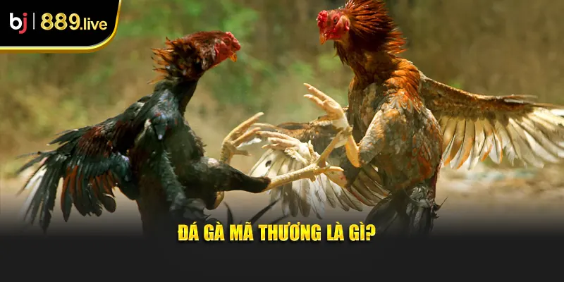 Đá gà mã thương là gì?