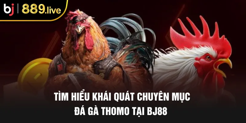 Tìm hiểu khái quát chuyên mục đá gà Thomo tại BJ88