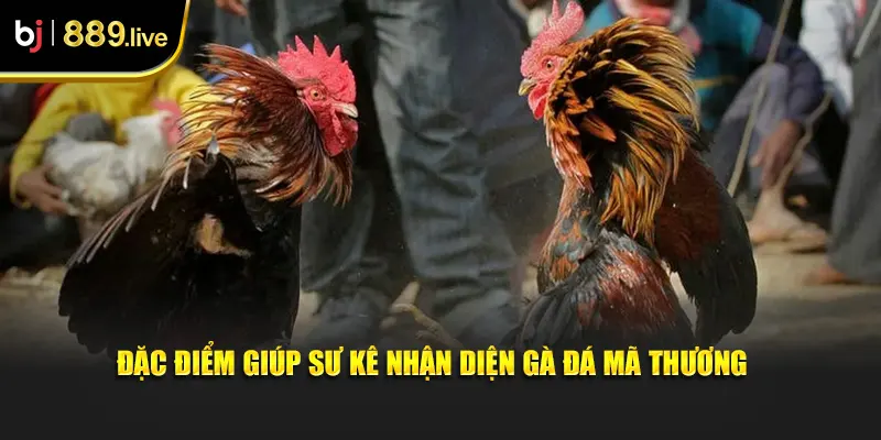 Đặc điểm giúp sư kê nhận diện gà đá mã thương