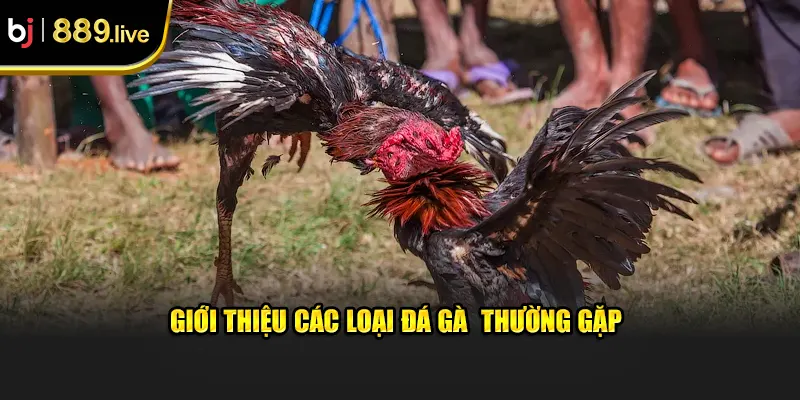 Giới thiệu các loại đá gà thường gặp