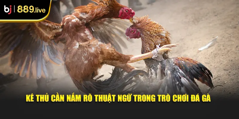 Kê Thủ Cần Nắm Rõ Thuật Ngữ Trong Trò Chơi Đá Gà