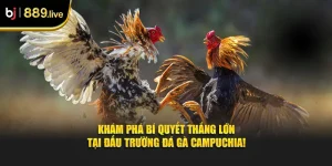 Đá gà campuchia thumb