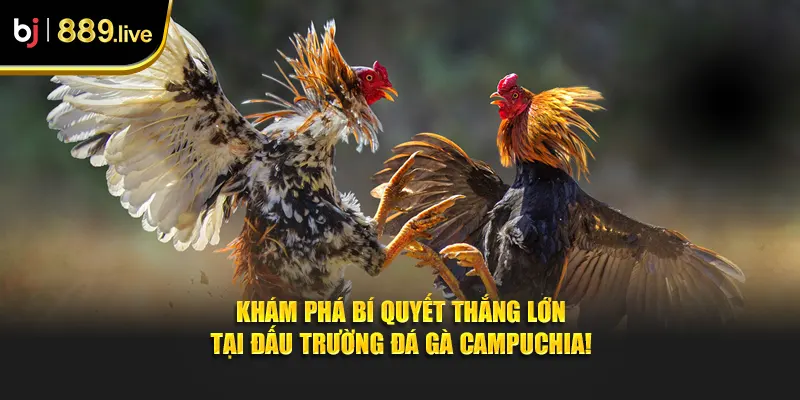 Đá gà campuchia thumb