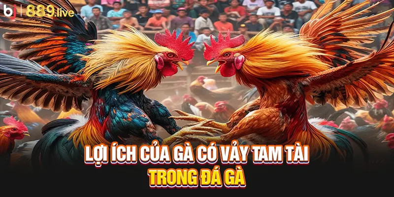 Lợi ích của gà có vảy tam tài trong đá gà