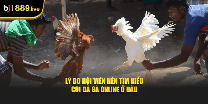 Lý do hội viên nên tìm hiểu coi đá gà online ở đâu