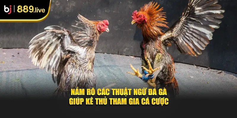 Nắm Rõ Các Thuật Ngữ Đá Gà Giúp Kê Thủ Tham Gia Cá Cược