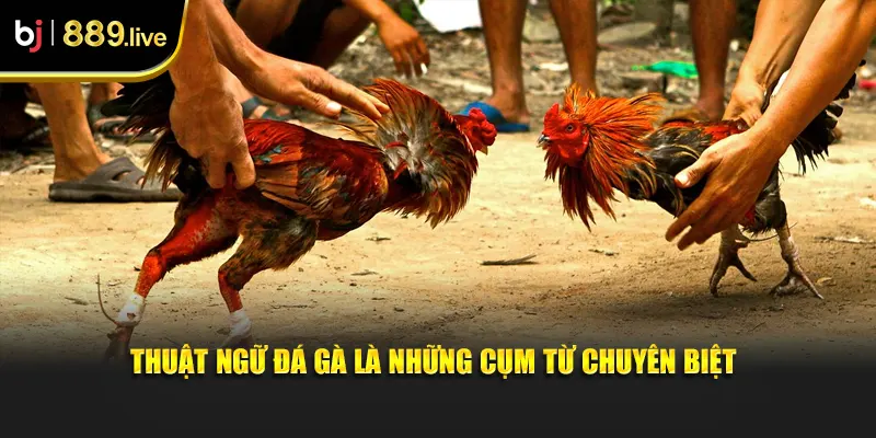 Thuật Ngữ Đá Gà Là Những Cụm Từ Chuyên Biệt