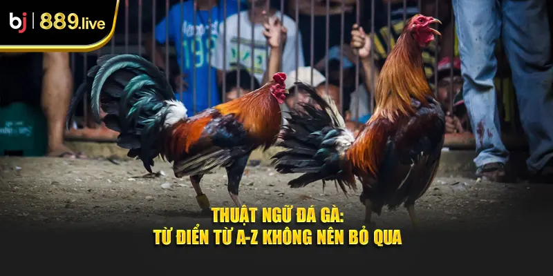 Thuật ngữ đá gà thumb