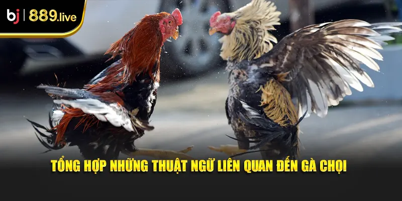 Tổng Hợp Những Thuật Ngữ Liên Quan Đến Gà Chọi