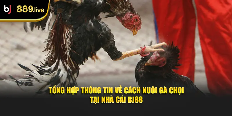 Cách nuôi gà chọi thumb