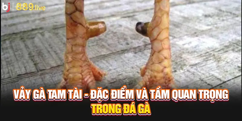 Vảy gà tam tài - đặc điểm và tầm quan trọng trong đá gà